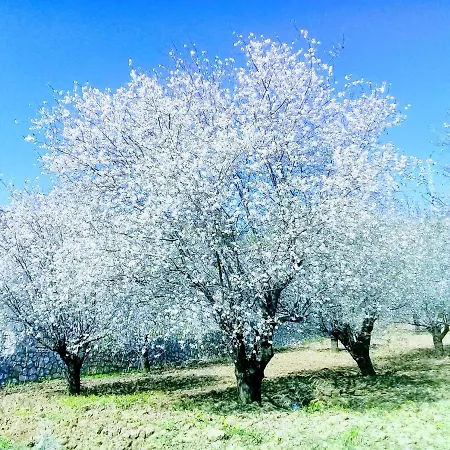 Mavi Kelebek Датча